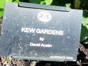 Dans un style tout différent, le rosier 'Kew Gardens', un rosier qui m'a bien intéressée, il fleurit toute la saison , un rosier très sain, presque sans épines de 1,25m de haut, il produit des petits cynorhodons rouges que vous devrez enlever si vous désirez qu'il continue à fleurir, une espèce hybridée en 2009,
