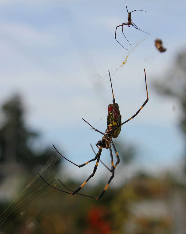 Petites excursions au fil des saisons et des arrivées au jardin 