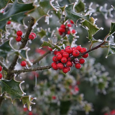 Houx, aïe, heu...Noël ?