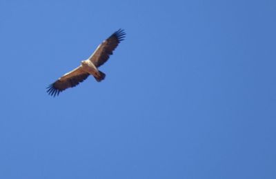 Observation of Tawny Eagle (Aquila rapax) in north-west Algeria, By Mayssara El Bouhissi