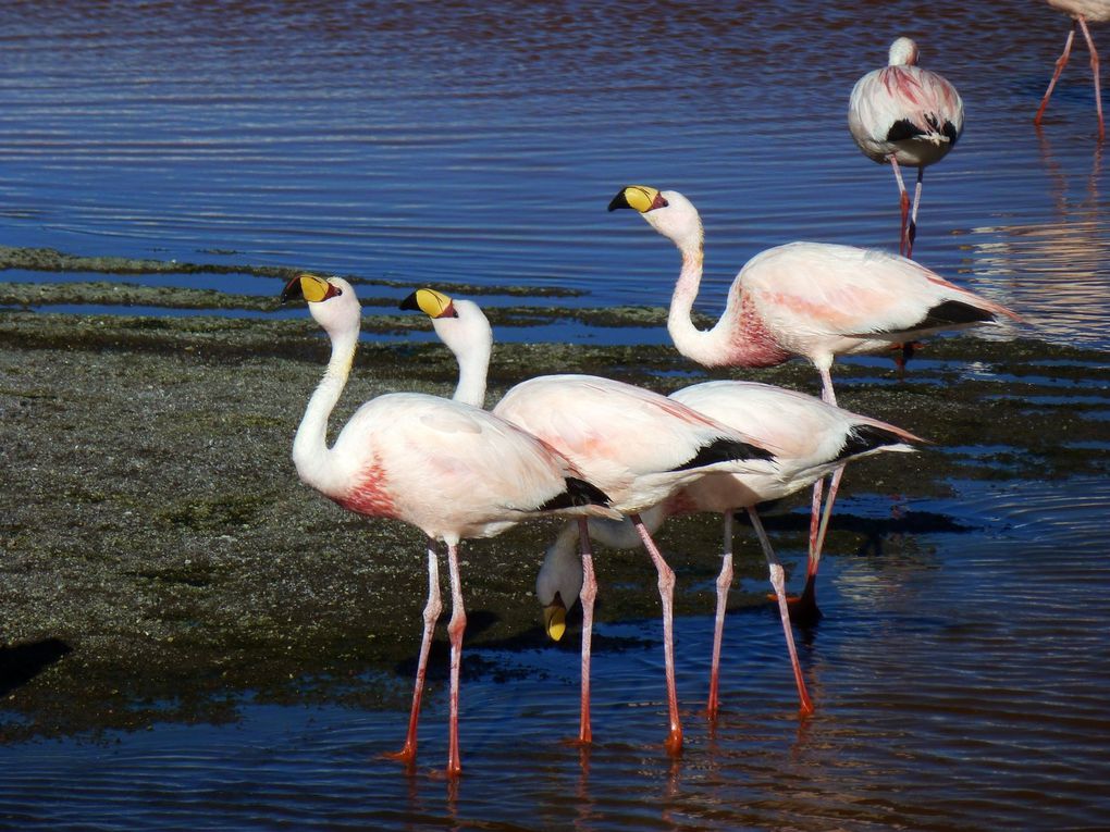 Découvrez avec cet album les multiples facettes de la Bolivie. Avec l'Amazonie, le désert de sels, ses lacs, on ne peut qu'être émerveillé.