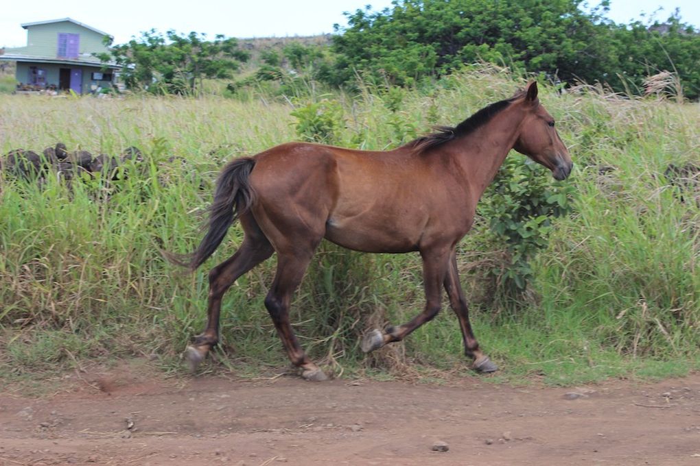 Les chevaux