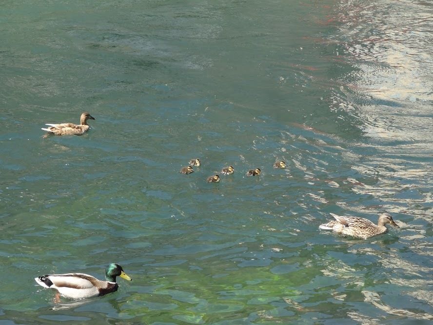 Autour de la Fontaine du Vaucluse Avril 2017
