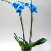 Phalaenopsis et Anthurium Bleue !