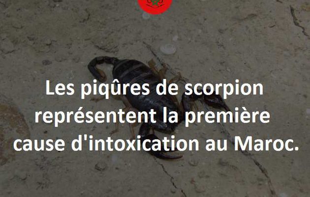 Les piqûres de scorpion : 1ère cause d'intoxication au Maroc.