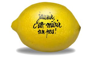 Citron jaune qui était encore vert, il n'y a pas si longtemps.