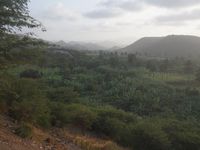 Dimanche, on a loué une voiture pour partir côté est. Quelques ribeiras sillonnent la pente nord-est du Pico, l'ancien volcan. Ce sont de véritables oasis qui éclatent dans les vallées, au creux des pentes montagneuses, à présent dénudées par la sécheresse et le vent. L'agriculture se pratique soit dans ces vallées, soit entre 500 et 1000 mètres d'altitude. En altitude sont cultivés le maïs et le haricot-grain. Le maïs sert de tuteur aux haricots. Ces cultures sont dépendantes de la saison des pluies (août-octobre, 5 pluies sur deux semaines cette année puis une pluie tardive fin octobre). Pour cette raison, l'aide internationale en riz couvre la fluctuation et les difficultés liées à la culture céréalière. Un roman, Les victimes du vent d'est, de Manuel Lopes, auteur cap-verdien, témoigne tristement de l'espoir accroché à la saison des pluies, du drame du cycle des saisons sur une agriculture fragile. Dans les ribeiras irriguées, illustrées par ces quelques photos, sont cultivés la canne à sucre, les pommes de terre, les patates douces, le manioc, la banane et les légumes. L'irrigation provient de puits, de captage de source et aujourd'hui d'un barrage récemment construit à l'appui de subventions chinoises. L'eau douce est ainsi réservée à l'agriculture. L'eau du réseau de distribution à la population est de l'eau de mer dessalée. Plus de 90 pour cent des exploitations couvrent l'auto-consommation uniquement. Aucun engrais chimiques, aucun produits phyto-sanitaires ne sont utilisés.