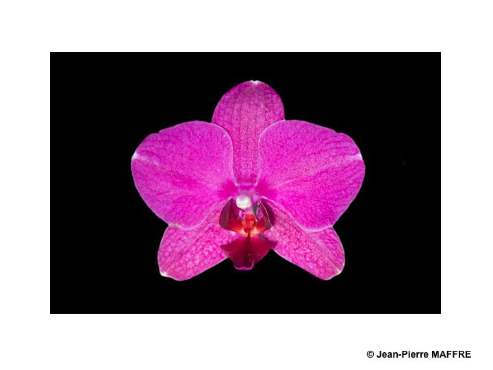 Les orchidées vues pour elles-mêmes dénuées de tout leur environnement qui dissimule leur beauté.