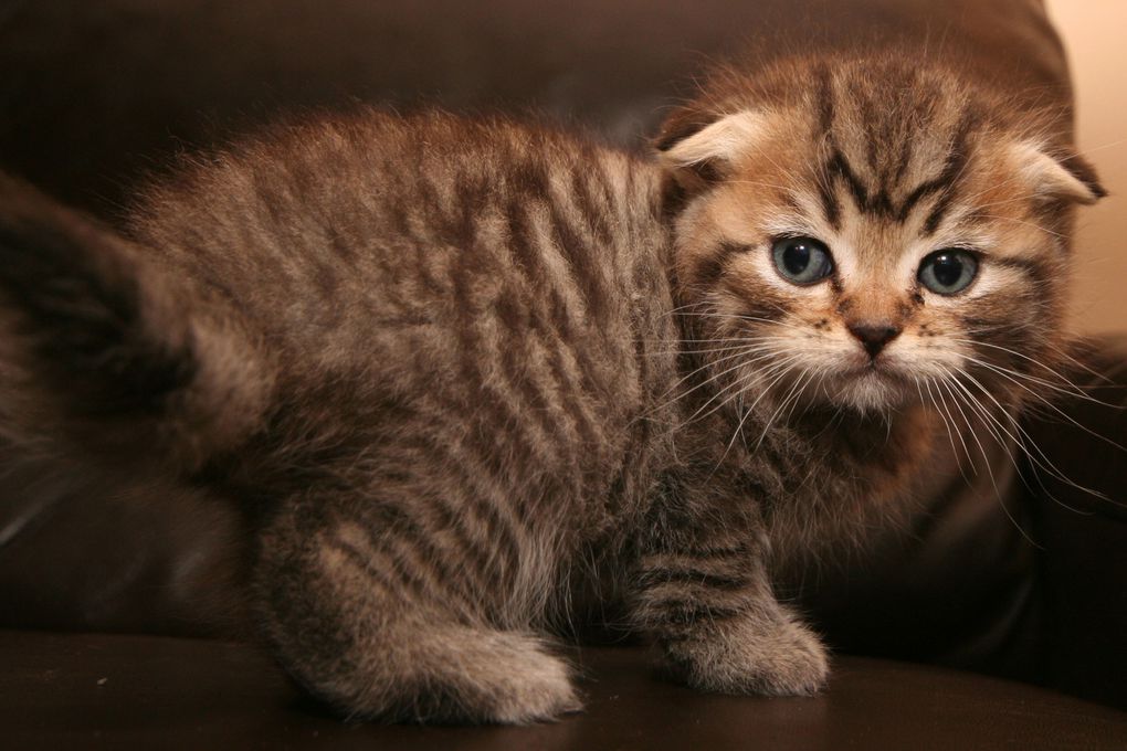 Photos de nos chatons de 2012.
Première portée : Falbala (Brtitish Shorthair)+ Dwayne (Highland Fold)