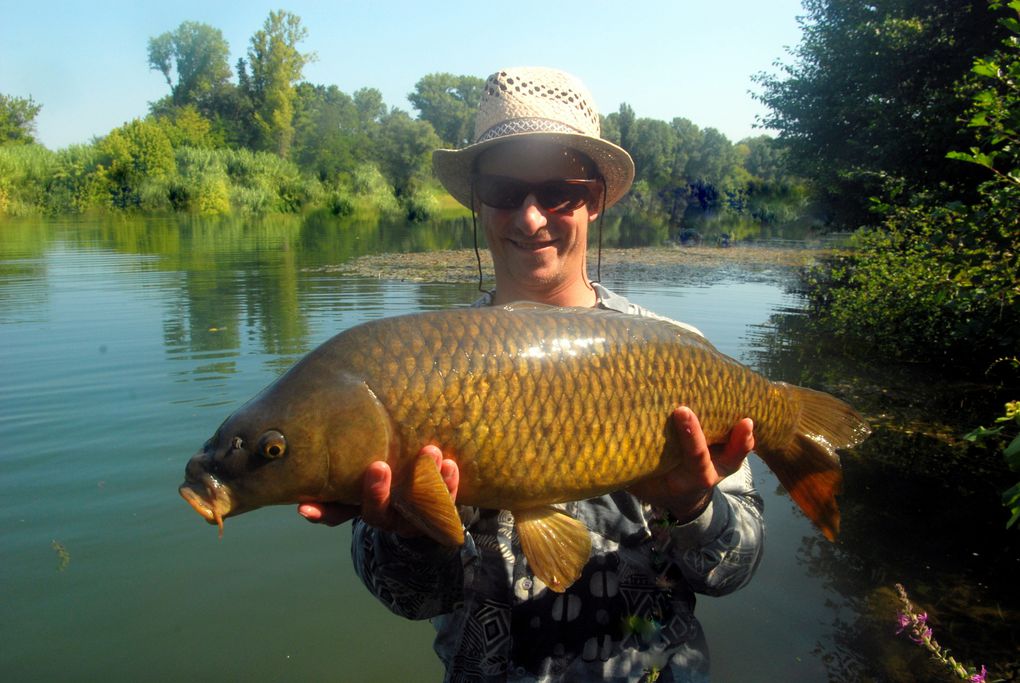 Une série de photos de carpes prise a la mouche