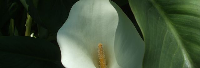 Arums