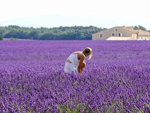 Un décors naturel qui adoucit cette douce note de musique qu'est la Femme...faite pour la beauté et l'esthétique, les femmes sont tout simplement adoubées par la Lavande, ou peut être l'inverse.....allez savoir.....il suffit de tourner autour de soi pour apercevoir de jeunes demoiselles en symbiose totale avec cet environnement délicieux....une union photogénique pleine de romantisme...un hymne à la beauté.....sans oublier le ballet des abeilles, toutes concentrées sur leur objectif de pollinisation, des milliers à tournoyer autour de vous en feignant de ne pas vous voir, et qui ajoutent à la féérie de l'endroit.... 
