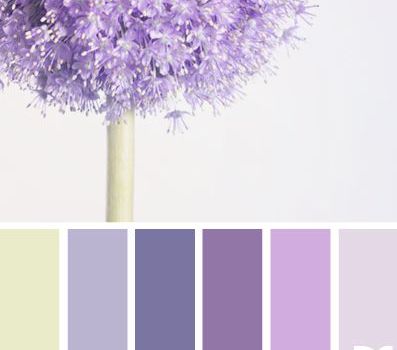 allium hues