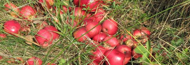 LE TEMPS DES POMMES