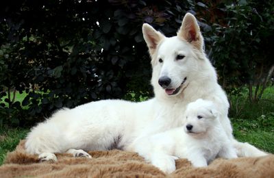 Nos magnifique petit loup 