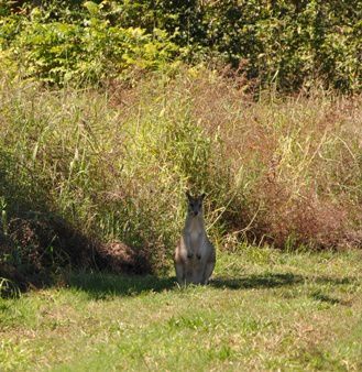 Album - Animaux-sauvages_Tiere-in-freier-Natur