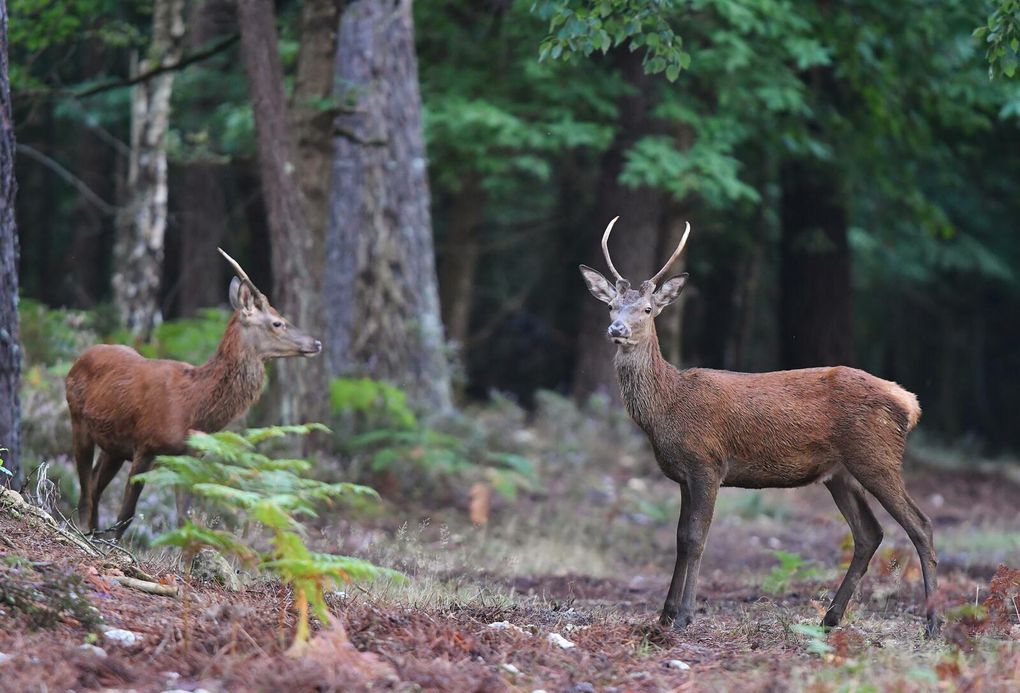 Daguets (cerf élaphe).