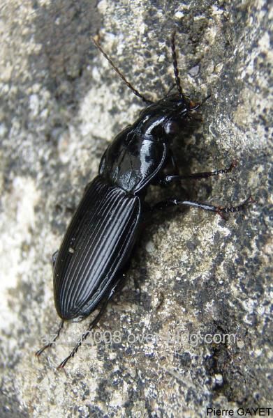 photos prises aux alentours du village de Chemilly, dans l'Allier (03), ainsi que dans la Nièvre (58) et le Puy-de-Dôme (63). Vous y trouverez principalement des photos d'insectes et de fleurs.