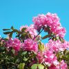 Rhododendrons en fleur!