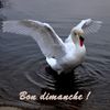 Cygne-nature