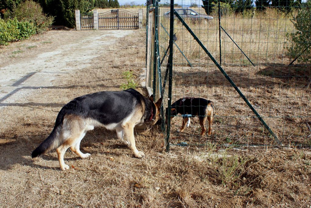 Chiens et chats divers rencontrés ou gardés chez moi... ou en visite !!