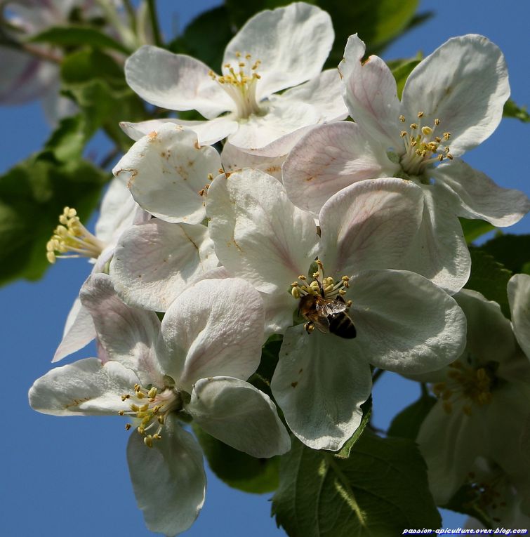 Pommier-en-fleurs-et-abeilles