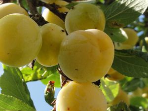 Récolte de mirabelles