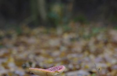 Rencontre avec un champignon