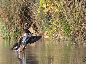 Canard souchet (male)