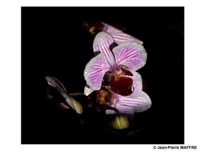 Une autre façon de mettre en valeur les orchidées consiste à les présenter sur un fond noir pour magnifier leurs couleurs.