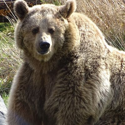 Mort de l'ours Cachou : un garde forestier et cinq personnes suspectées en Espagne