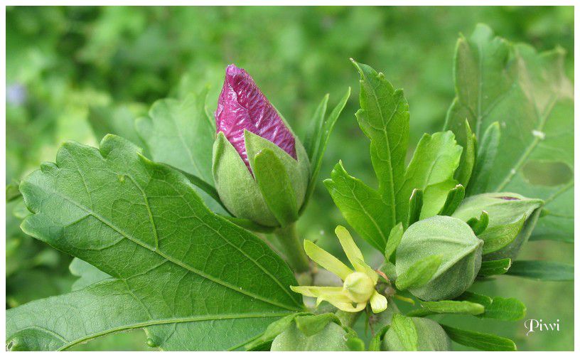 Album - Fleurs de mon jardin