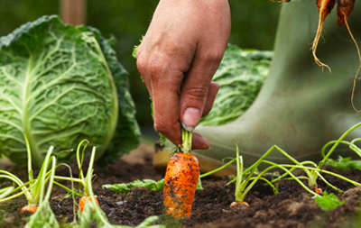 Where to Find How Do You Grow Your Food?