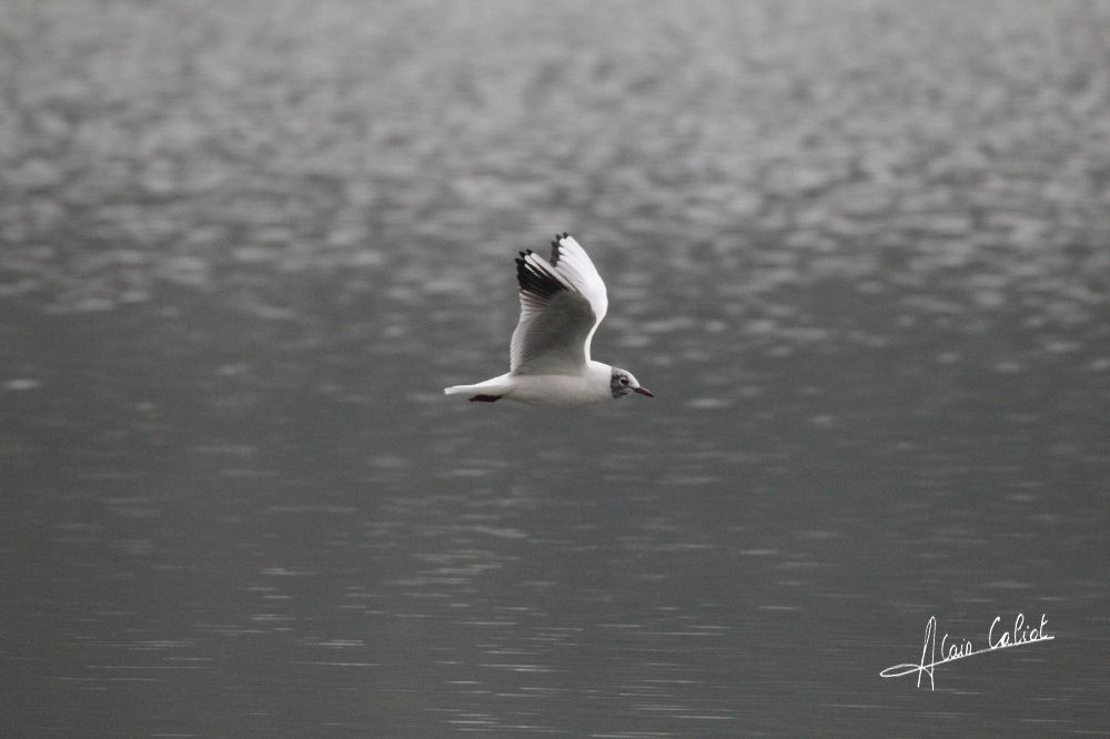 Mouettes