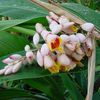 alpinia zerumbet "variegata"