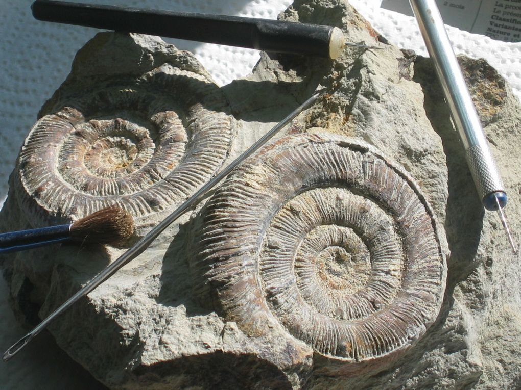 Album - fossiles-du-carixien