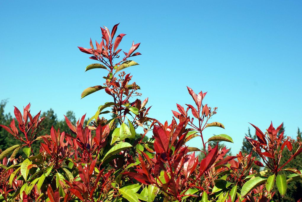 Les plantes et fleurs de mon jardin