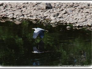 Sur les berges de la Loire