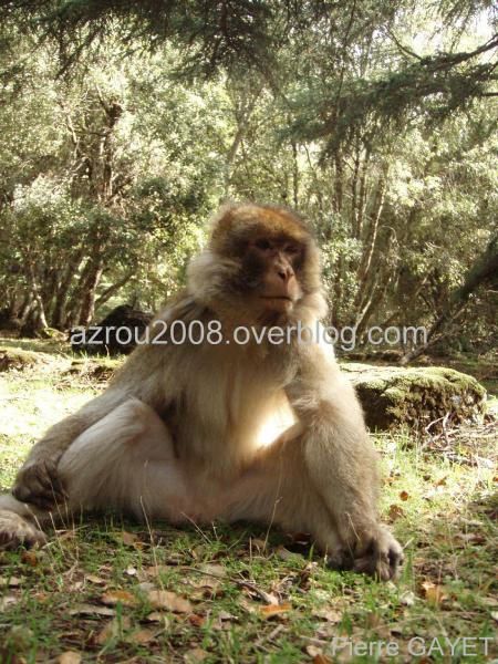 macaques de Barbarie (Macaca sylvanus) ou singe magot, dans une forêt de cèdres du moyen-Atlas marocain