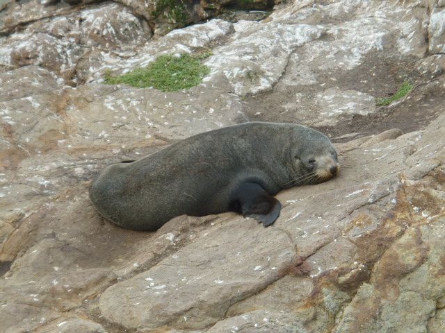 Album - 16.New-zealand-Ile-de-Jade--sud-