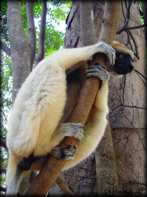 Album - - Primates d'Afrique - Lémuriens