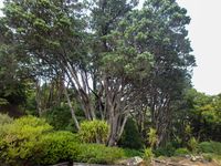 Jardin botanique de Wellington, quelques prises de vue des arbres.