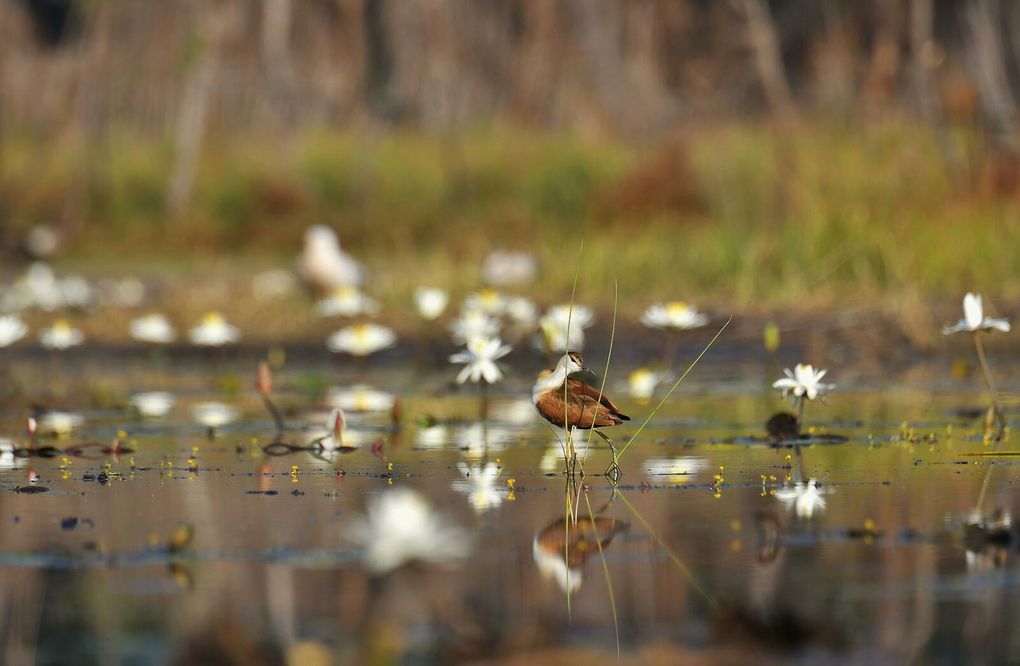 Jacana à poitrine dorée.