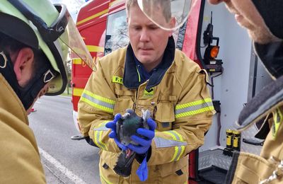 Freiwillige Feuerwehr Veitshöchheim rettete erneut Taube aus Sicherheitsnetz der Bahnbrücke