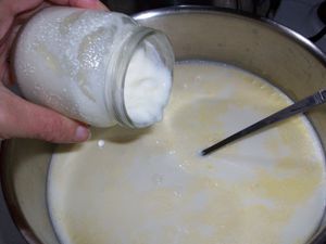recette de base : yaourts