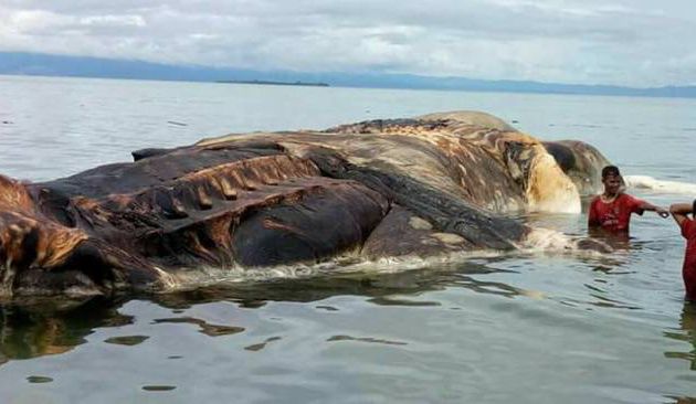 PHOTOS Une mystérieuse créature retrouvée sur une plage aux Philippines