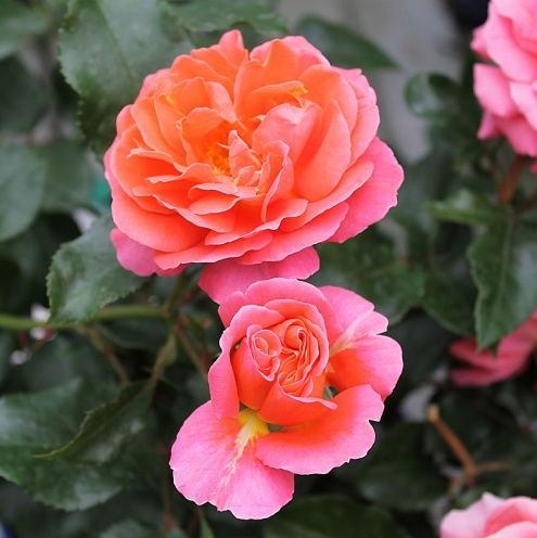 Theodor Fontane Rose Rose photo site rosenTantau