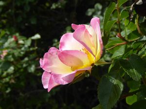 Le jardin des roses oubliées