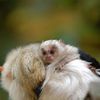 Naissance de jumeaux blancs !