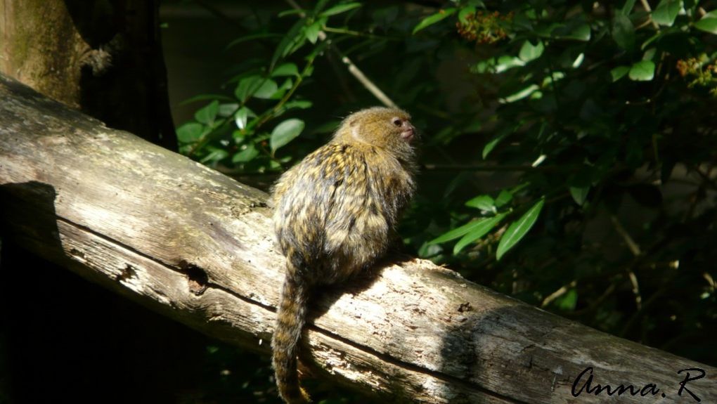 Album - La vallée des singes - 17.06.2012